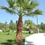 Palmyra 3*