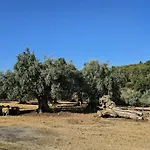 Palmyra Kavos