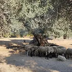 Palmyra Kavos