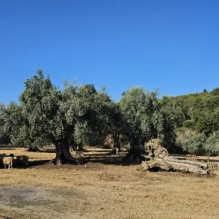 Palmyra Kavos