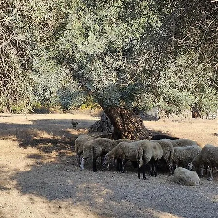 Palmyra Kavos
