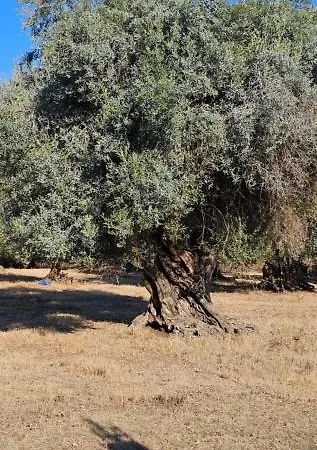 Aparthotel Palmyra Kávos