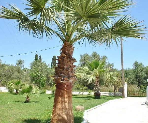 Palmyra 3*