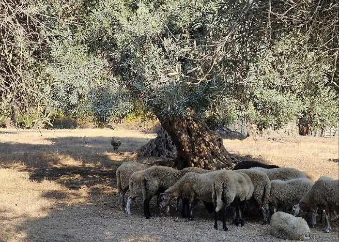 Palmyra 카보스